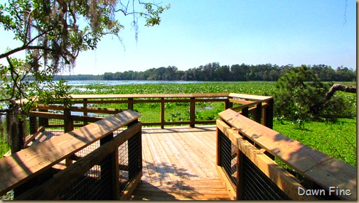 Dawns bloggy blog: Lake Eaton Trail~Ocala National Forest